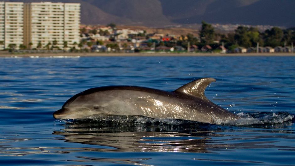 Delfín Nariz de Botella.   - MEXICO