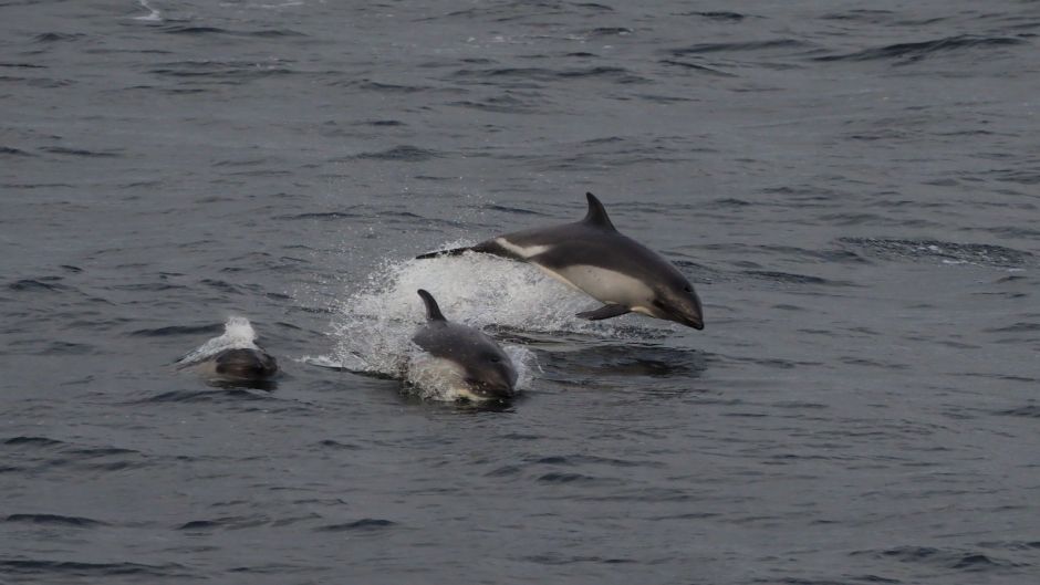 Delfín Chileno.   - CHILE