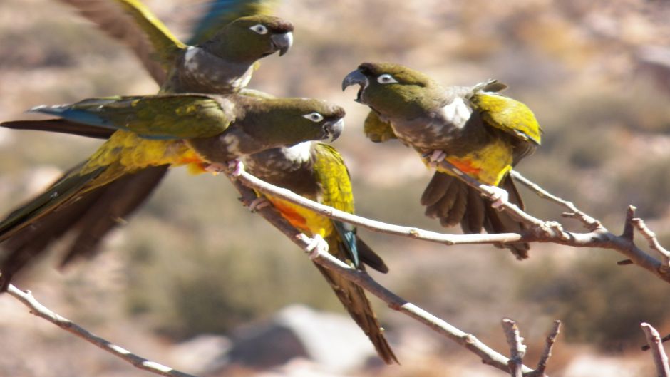 Loro Tricahue, Guia de Fauna. RutaChile.   - ARGENTINA