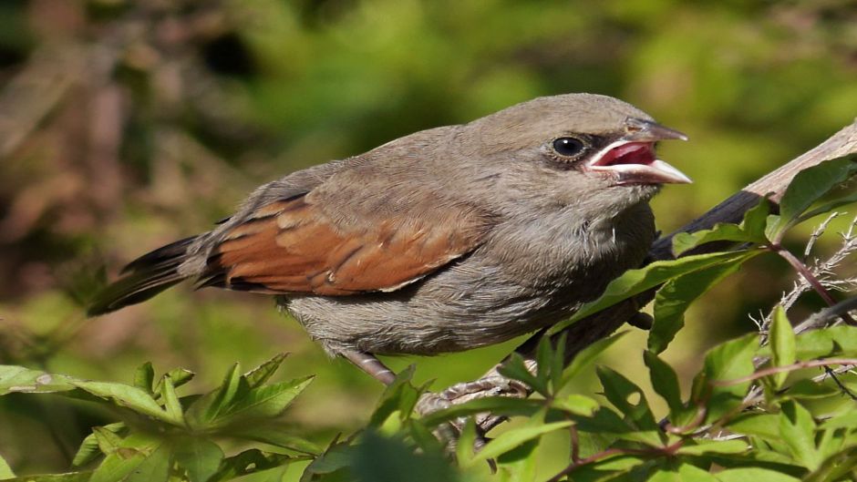 Tordo músico, Guia de Fauna. RutaChile.   - PARAGUAY