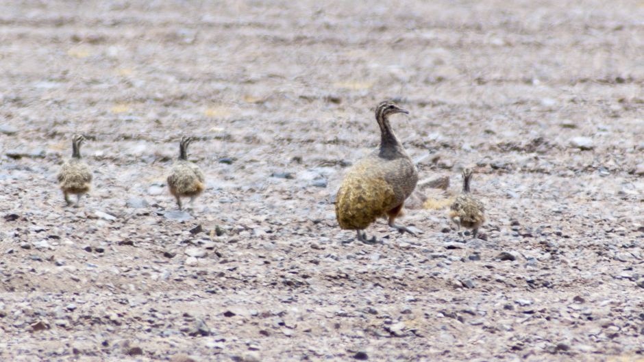 Perdiz de puna, Guia de Fauna. RutaChile.   - PERU