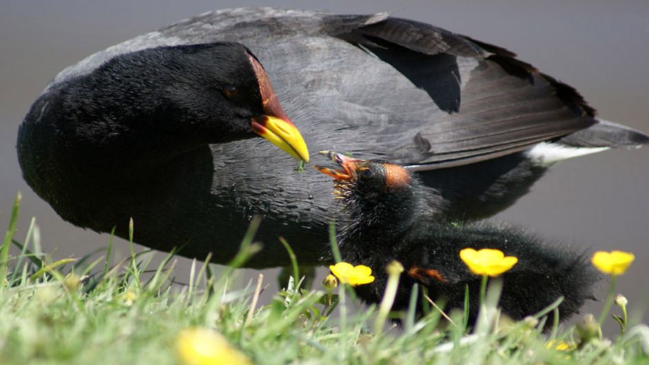 Informacion de la Tagua, Presentes en casi todos los rios y lagunas.   - 