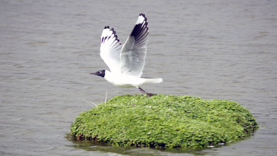 Gaviota Andina, Guia de Fauna. RutaChile.   - PERU
