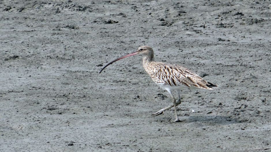 Zarapito, Guia de Fauna. RutaChile.   - CANADA
