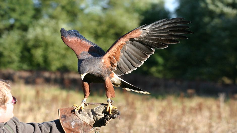 Peuco, Guia de Fauna. RutaChile.   - PERU