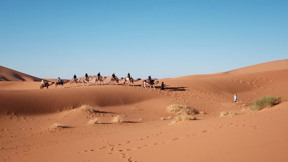 Camello, dromedario .   - 