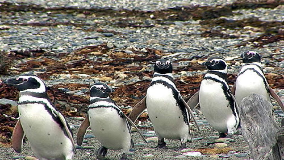 PUNTA ARENAS Y PINGUINOS, , 
