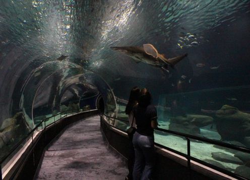 Evite Filas. Entrada  al acuario AquaRio. Ro de Janeiro, BRASIL