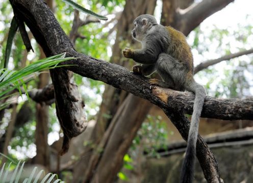 Tour al zoológico El Pantanal en Guayaquil. Guayaquil, ECUADOR